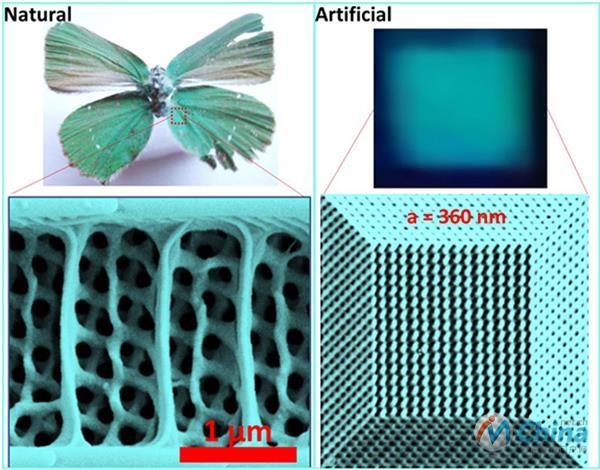 科学家仿生蝴蝶翅膀用3D打印开发出光学屏幕